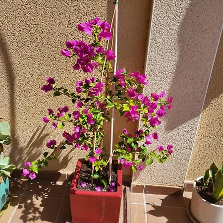 Apartment Designer With Breathtaking Terrace In Corralejo